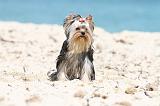 YORKSHIRE TERRIER 102